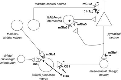 Targeting mGlu Receptors for Optimization of Antipsychotic Activity and Disease-Modifying Effect in Schizophrenia